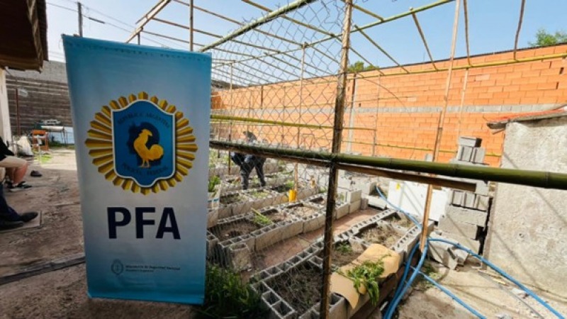 La banda de roba cables tena un invernadero con 89 plantas de marihuana